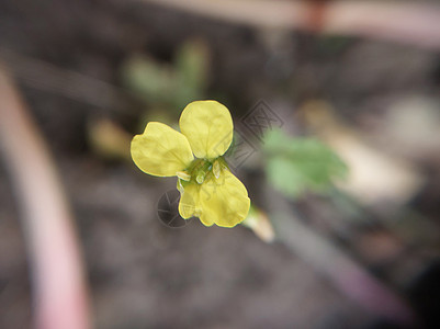 秋天花园的花朵多彩黄色自然植物群植物学雏菊叶子花束翠菊粉色绿色图片