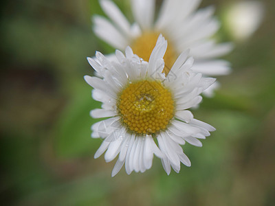 秋天花园的花朵多彩雏菊叶子花园黄色自然白色菊花花束粉色翠菊图片