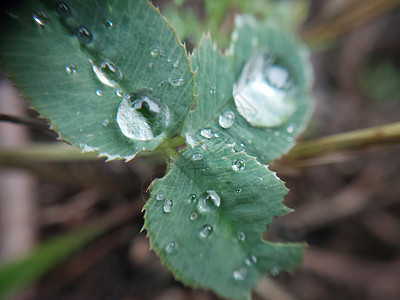 树叶上露露的清晨秋天落下落叶低温叶子季节性植物季节背景图片