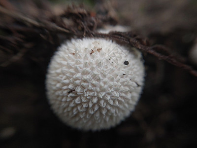 蘑菇生长在地上和草地上植物树叶食物苔藓森林绿色叶子红色菌类季节图片