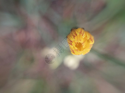 秋天花园的花朵多彩花园花束绿色叶子雏菊植物群植物学自然黄色粉色图片