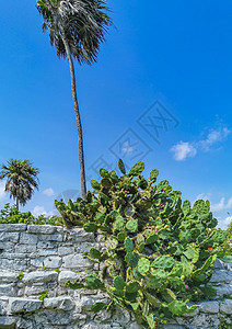 墨西哥有脊椎果实的绿仙人掌仙人掌植物危险异国树木热带旅行植物群情调水果花朵植物学图片