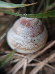 花园中的地蜗螺壳鼻涕虫棕色宏观螺旋野生动物荒野粘液触角蜗牛白色图片