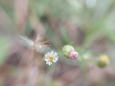 秋天花园的花朵多彩菊花黄色花束叶子绿色雏菊植物花瓣自然粉色图片