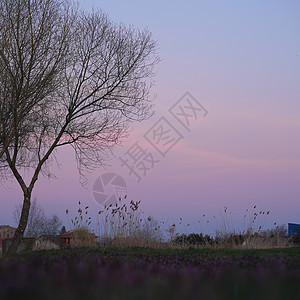 紫色的天空和夕阳 与树在前景下背景图片