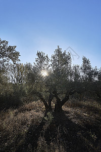 太阳光束出现在一百年的橄榄树上图片