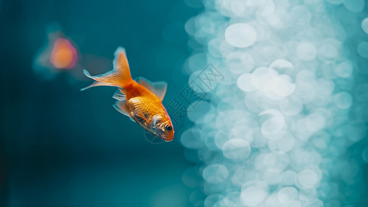 水族馆里金鱼带鳍的金鱼在蓝色背景的水族馆里游泳 鱼漂浮在水柱中 特写查看镜头 动物 宠物概念背景