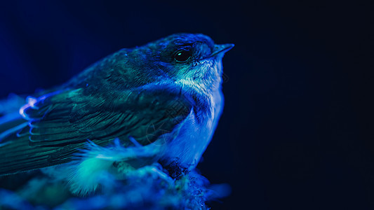 家燕 — 坐在泥巢里的野燕子 蓝色霓虹灯下的小鸟 夜晚 黑暗的背景 特写视图 鸟类学 自然 动物群概念图片