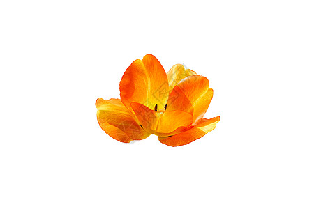 白上隔离的黄橙黄色郁金花芽图片