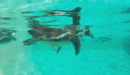 夏季在动物园里 在绿绿水中观察企鹅图片