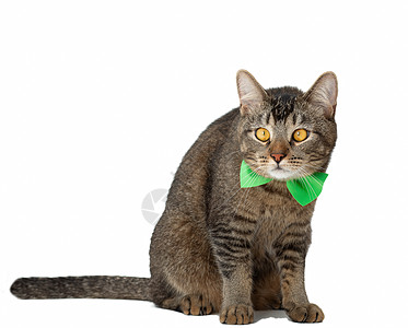 带着绿蝴蝶领带的孤立猫 颈部和白色背景的白领带在一边看三色猫科脖子小猫虎斑身体短发眼睛哺乳动物绅士图片