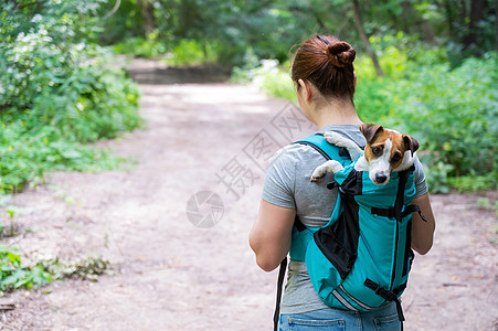 白种女人在户外散步 带着狗杰克罗塞尔特瑞尔 在特别的背包里友谊朋友们动物冒险女性载体公园鼻子街道旅行图片