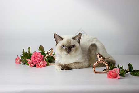 英国短头发彩色斑点猫 美丽的有花的阳阳女猫 篮子里的猫毛皮说谎猫咪头发小猫蓝色晶须眼睛家庭动物图片