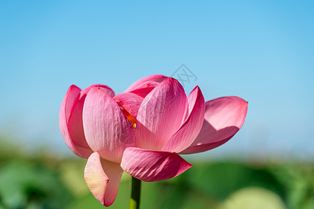 一朵粉红色的莲花在风中摇曳 以他们的绿叶为背景 自然环境中湖上的莲花场花朵叶子野花视频荷花百合宏观荷叶花园草药图片