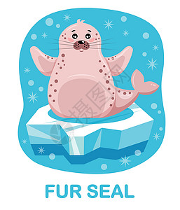 卡通皮海豹 冰面上的海豹 蓝背景的蓝色背景图片