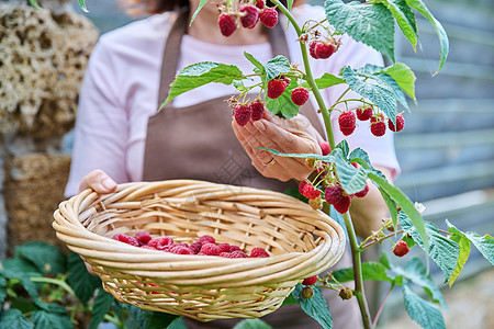 在花园中收割成熟的草莓的妇女近亲手女性园艺农业食物季节农民果园浆果叶子收获图片