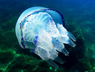 海底照片潜水游记旅行海洋生物旅游行社潜水员浮潜uw冒险图片