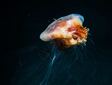 水下图画浮潜冒险潜水员旅游游记图片海洋生物潜水海洋行社图片