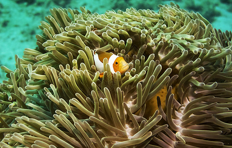 水下壁纸摄影旅行行社潜水世界浮潜潜水员照片海洋生物游记背景图片