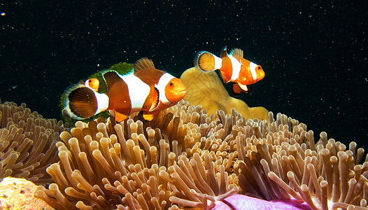 水下海洋图旅游游记uw行社旅行世界摄影冒险浮潜照片图片