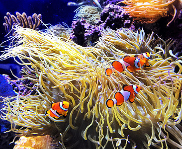 海底海洋生物图示旅游照片图片海洋生物世界旅行行社海洋uw冒险图片