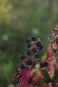 一连串熟熟的黑莓果子在树枝上 农场上有绿色叶子图片