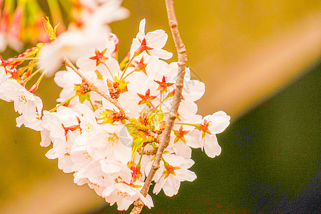 巨江樱花花黑川粉色叶子建筑植物季节木头樱花花瓣情感图片