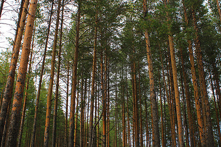 森林中的大锥形树 自然的美貌 森林背景植物群旅行环境旗杆风景树木木材蓝色花园文化图片