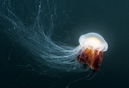 水下摄影集海洋旅游海洋生物游记冒险世界潜水员浮潜行社uw图片