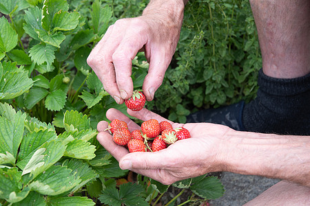 男人在手掌里摘草莓 夏天收获浆果 摘水果植物饮食香气园艺小吃农场覆盆子女士手臂棕榈背景图片