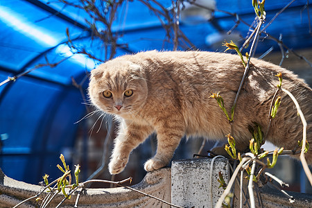 一只红猫 脸吓怕的红猫爬在栅栏上宠物眼睛农场流浪猫咪动物橙子毛皮爪子蓝色图片