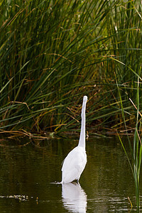 白雪埃格雷特柏丁假期湿地白鹭苍鹭游客植被黄色动物中心图片