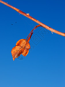 坚持到秋天的最后几天 树枝上有橙色的叶子 对着清蓝的天空图片