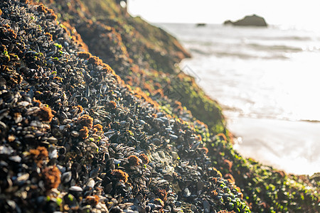 岩石上的贝壳团体海鲜支撑海洋生长甲壳壳类食物贝类石头图片