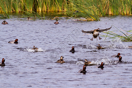 鸭子飞行湿地游客土壤植被柏丁中心假期黑胸动物图片