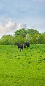 在草原上放牧 两匹黑马在外面的丹麦农场里撒野图片