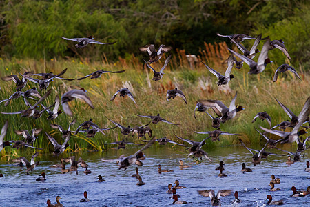 鸭子动物柏丁游客黑胸植被飞行土壤湿地红色中心图片