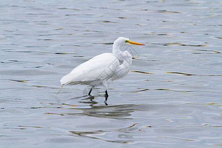 白雪埃格雷特游客假期苍鹭中心柏丁黄色动物长腿白鹭白色图片