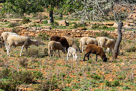 阿尔巴斯山羊西班牙伊比萨州阿尔巴尔卡圣马特乌的冬季牧场羊群农田晴天草地环境羊肉农业场地草原太阳农村背景