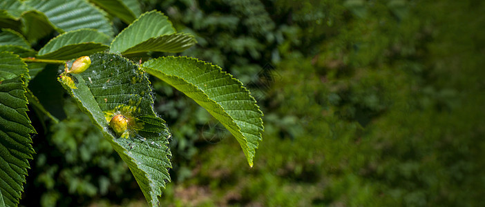 栗子胆黄蜂生长植物森林新生活害虫农业红色板栗亮片寄生虫图片