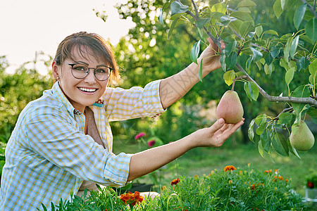 在果园中微笑的女人的肖像 树上有成熟的梨子中年水果采摘园丁收获生长食物农场院子农业背景图片