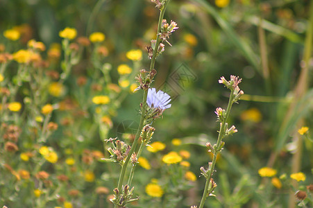 紧闭普通的花椰蓝花 背景上鲜花模糊图片