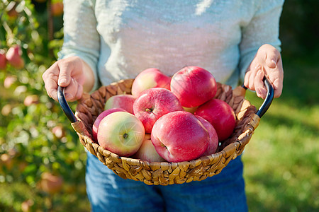 由妇女亲手在户外花园的篮子中收紧成熟的红苹果果园饮食农村园艺农场营养农民收成收获女士图片