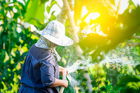 给花园中的植物和树木浇水的妇女园艺人生活地面女性土壤蔬菜植物群生态生长季节园艺图片