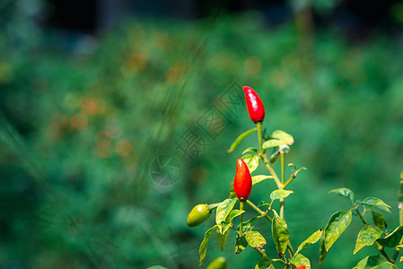 辣椒或红绿辣椒在农场青辣椒场地热带花园园艺生长叶子烹饪蔬菜树叶图片