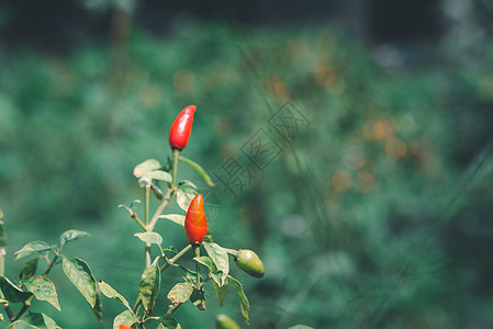 辣椒或红绿辣椒在农场树叶园艺胡椒蔬菜青辣椒香料季节收成食物植物图片