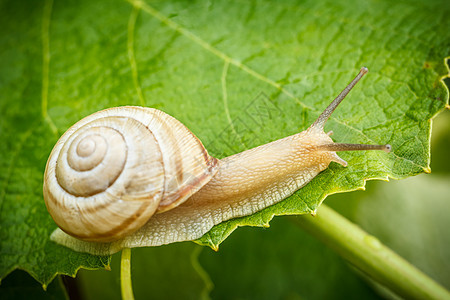 绿叶上的蜗牛近视孤独季节螺旋野生动物软体叶子害虫生活昆虫宏观图片