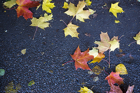 秋天落在沥青上的枫叶 黄色 绿色 秋叶散落在潮湿的黑色沥青上植物群树叶植物学地面枫香公园季节金子叶子植物图片