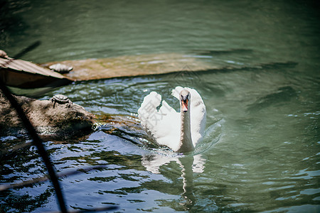 阳光明媚的白天天鹅在蓝湖水上 天鹅在池塘上 自然系列反射蓝色羽毛镜子波纹野生动物游泳动物脖子翅膀图片