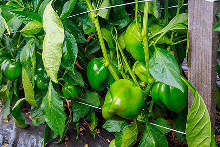 灌木丛里有绿胡椒 种蔬菜农业果实食物营养绿色青椒胡椒辣椒沙拉温室图片